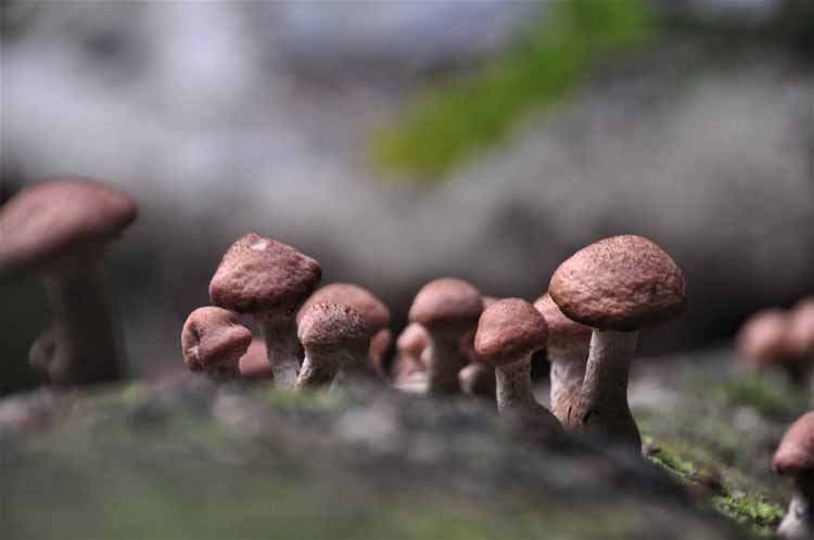 mushrooms